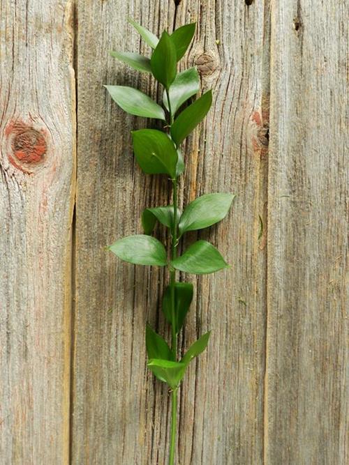 ISRAELI RUSCUS   GREENS